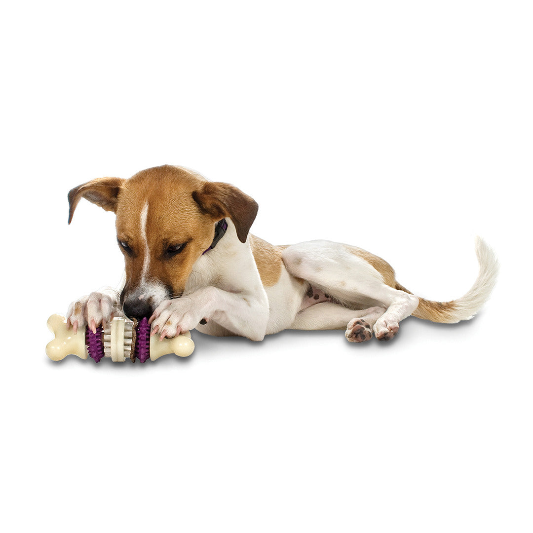 Bristle bone 2024 dog toy