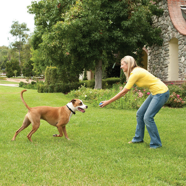 Discover the Stay+Play Wireless Fence™ System - PetSafe® Canada