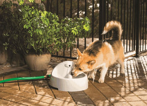 Drinkwell® Everflow Indoor/Outdoor Pet Fountain
