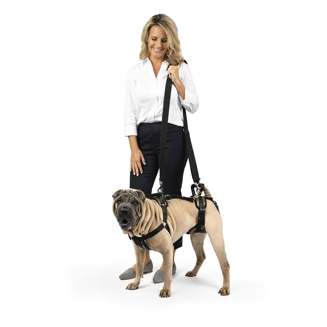 Accessoires pour chien Harnais Woder Woman  Astuces pour des cadeaux  animaliers originaux