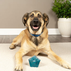 Jewel Pop Treat Ring Holding Dog Toy