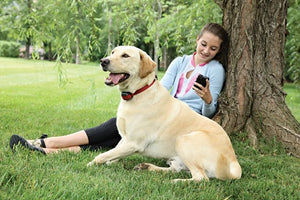Collier-récepteur supplémentaire Add-A-Dog® pour chien têtu pour le système anti-fugue sans fil Stay+Play Wireless Fence™